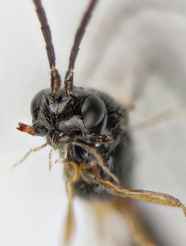 Réf. 272 890 : Dinotrema sp.